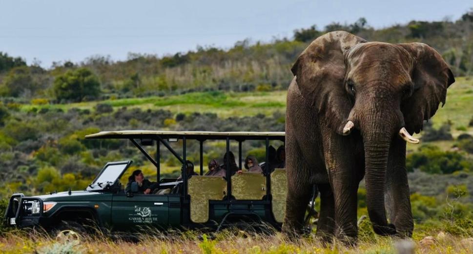 Garden Route Game Lodge Albertinia Exterior photo